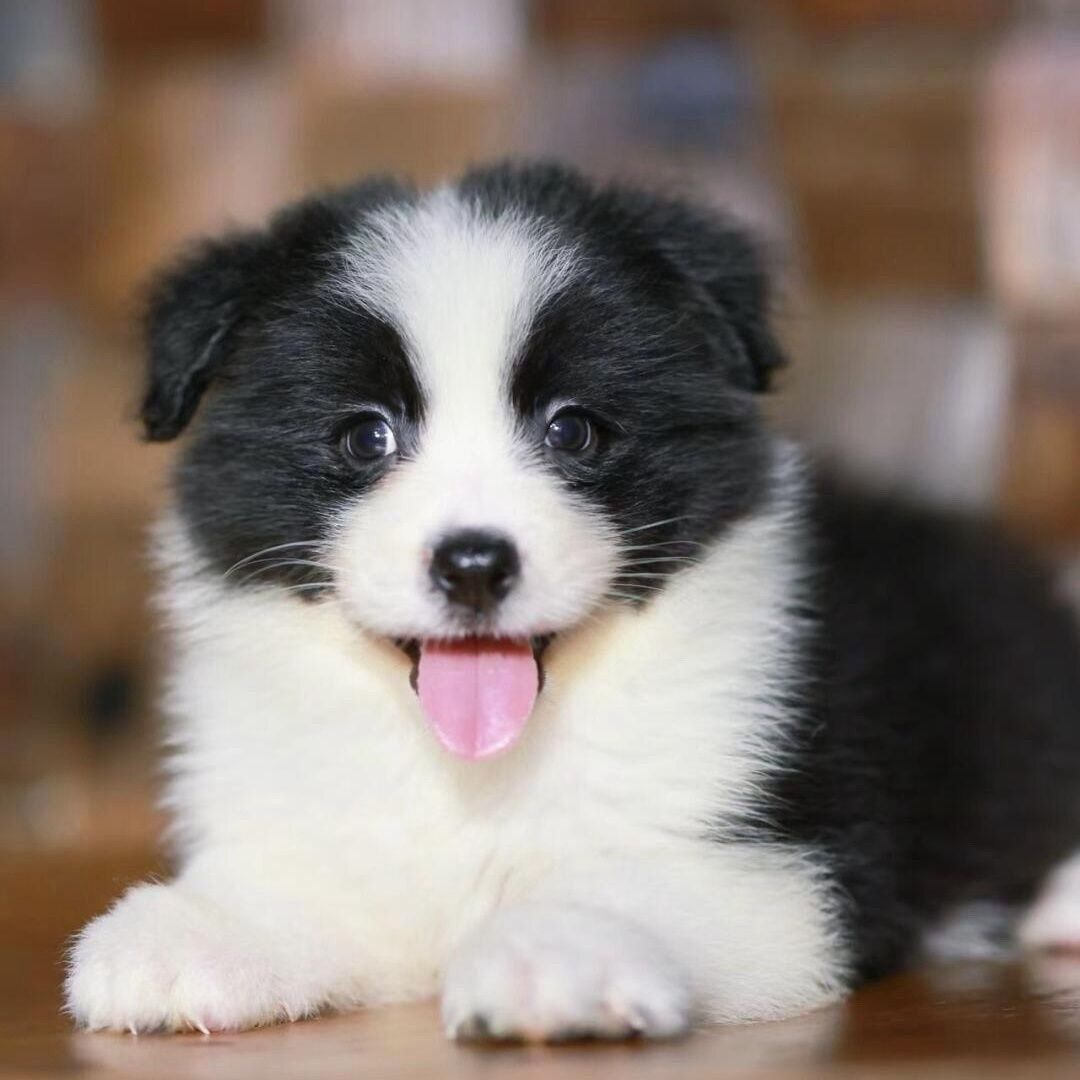 黑白边牧幼犬边牧金边陨石边牧棕色边牧边境牧羊犬可爱